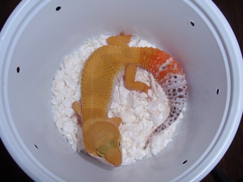 sacreptileshow09010.jpg
