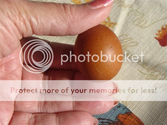 Fartegg3262011002Small.jpg