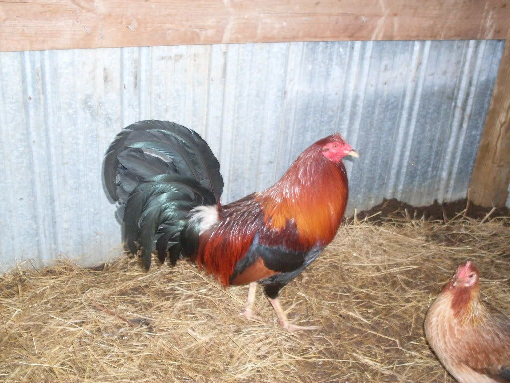 gamefowl002.jpg