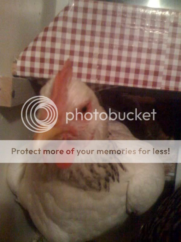 photo33.jpg