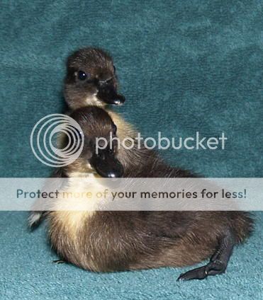 CallDucks0662.jpg