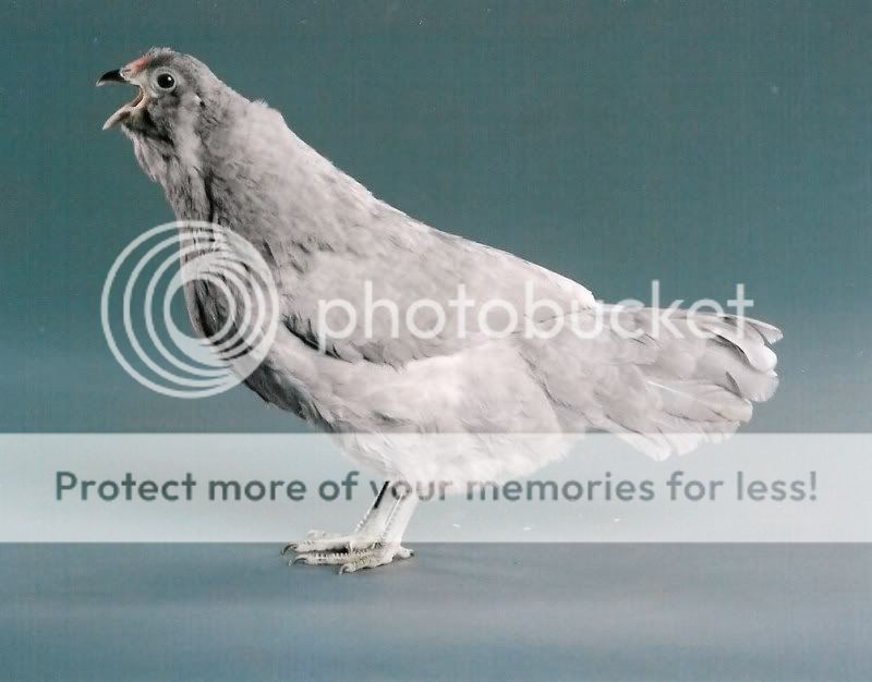 selfblue001.jpg