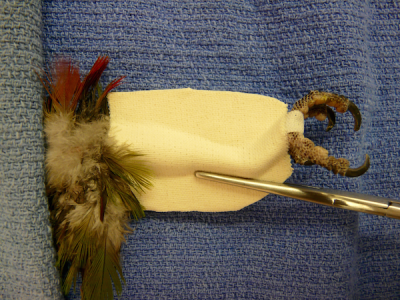 Figure-2-tape-splint-width-600-400x300.png