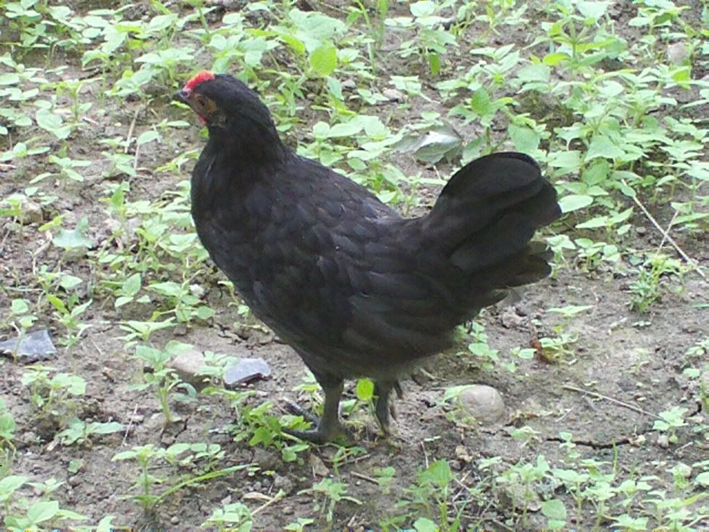chickens002.jpg