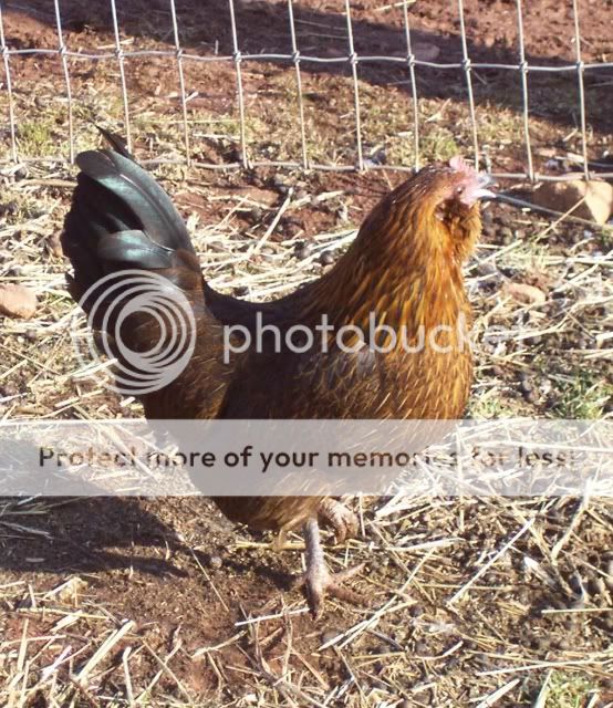 b20081213_Barn_Chicks_2.jpg