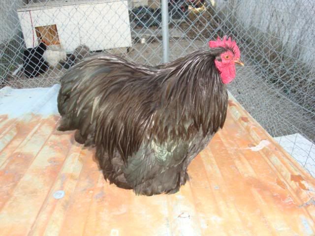 12blackcock.jpg