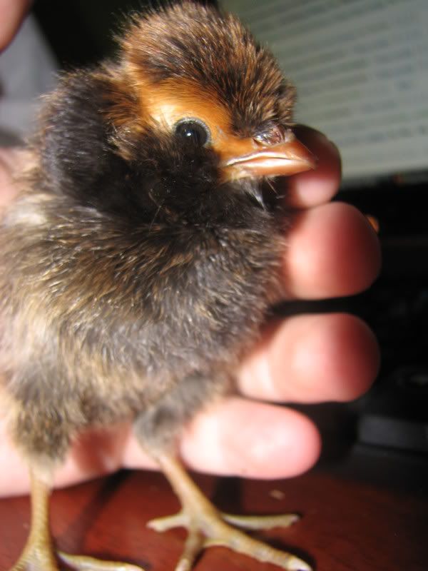 cacklechicks044.jpg