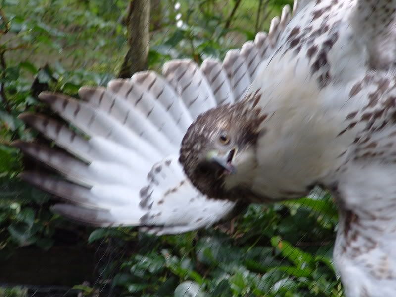 hawk1.jpg