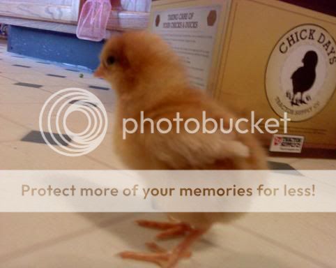 tscchickrsl2day1.jpg