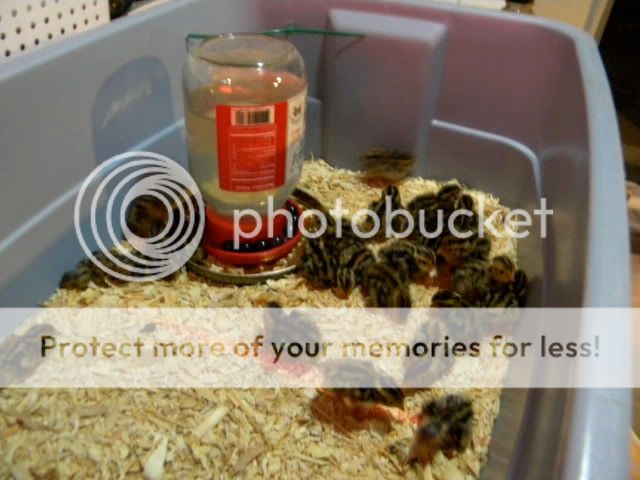 DSCN0091.jpg