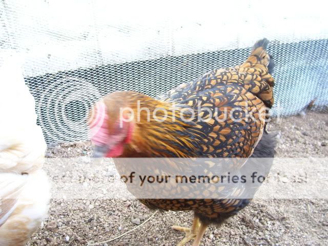 100_2430.jpg
