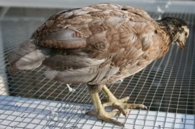 Chick3_Emma.jpg