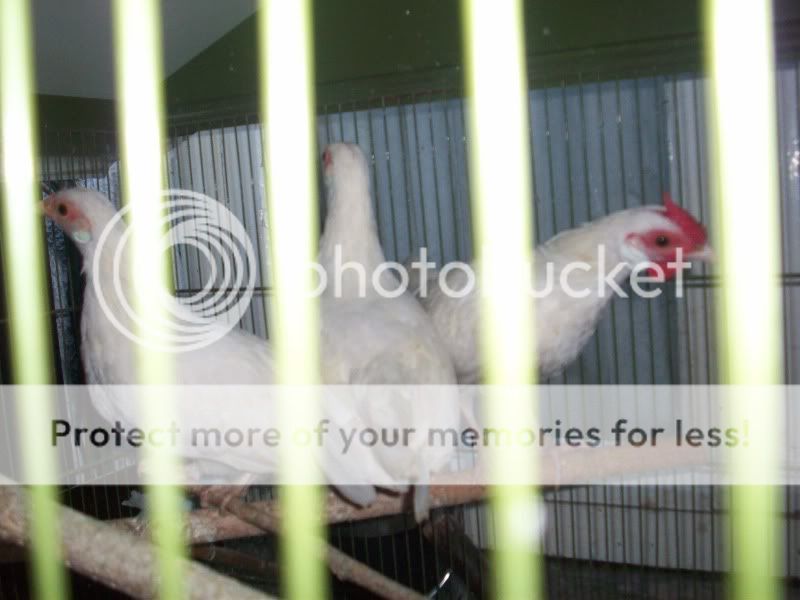 100_8869.jpg