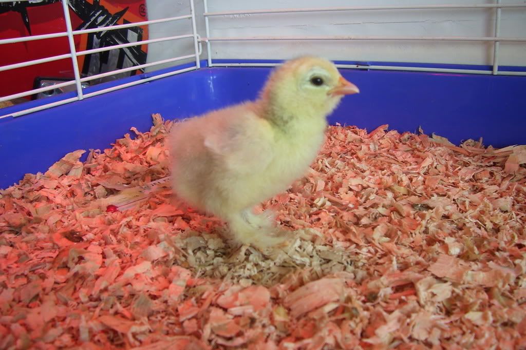 cochinfrizzle1.jpg