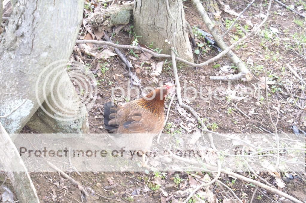 mychickens031-3.jpg