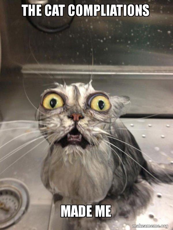 the-cat-compliations.jpg