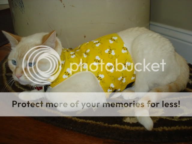 KittyVest037.jpg