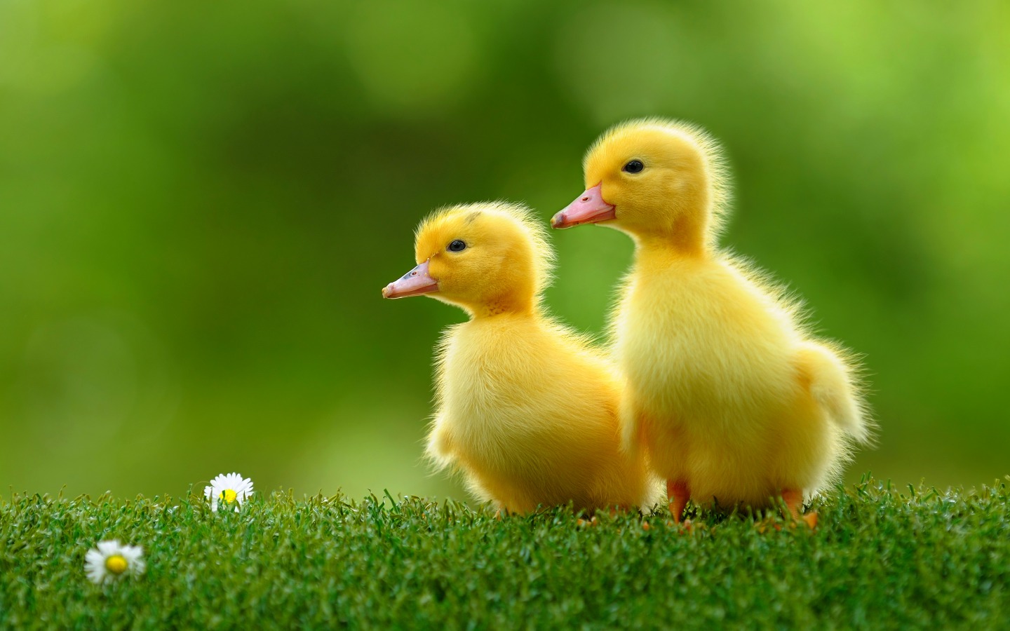 Ducklings-animals-37277449-1440-900.jpg
