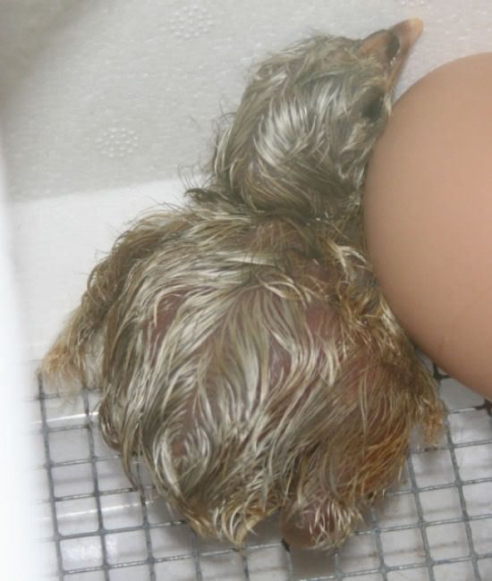 hatch7.jpg