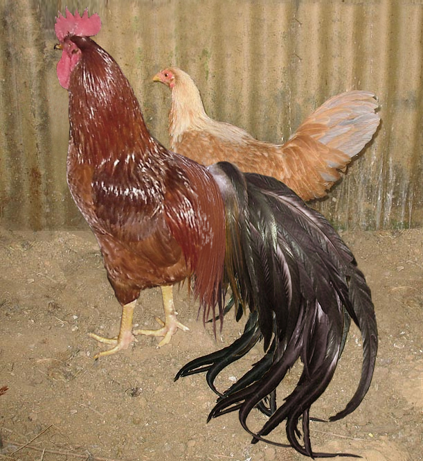 LongTailRed.jpg