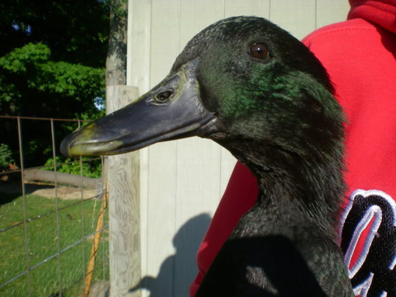 DSCN3600.jpg