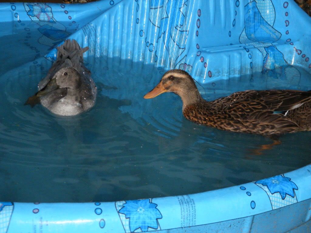 2008_08160052.jpg