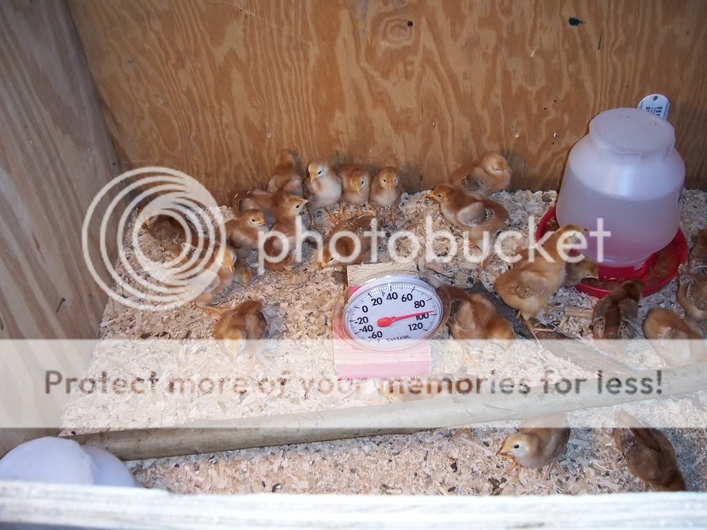 NewChicks8daysold002.jpg