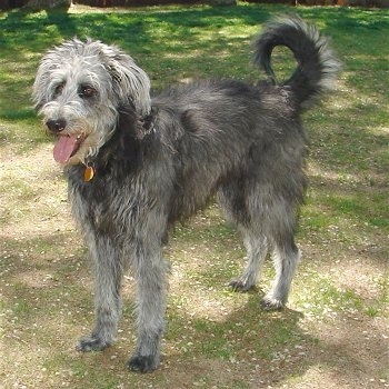 ShepadoodleEllie12Months2.JPG