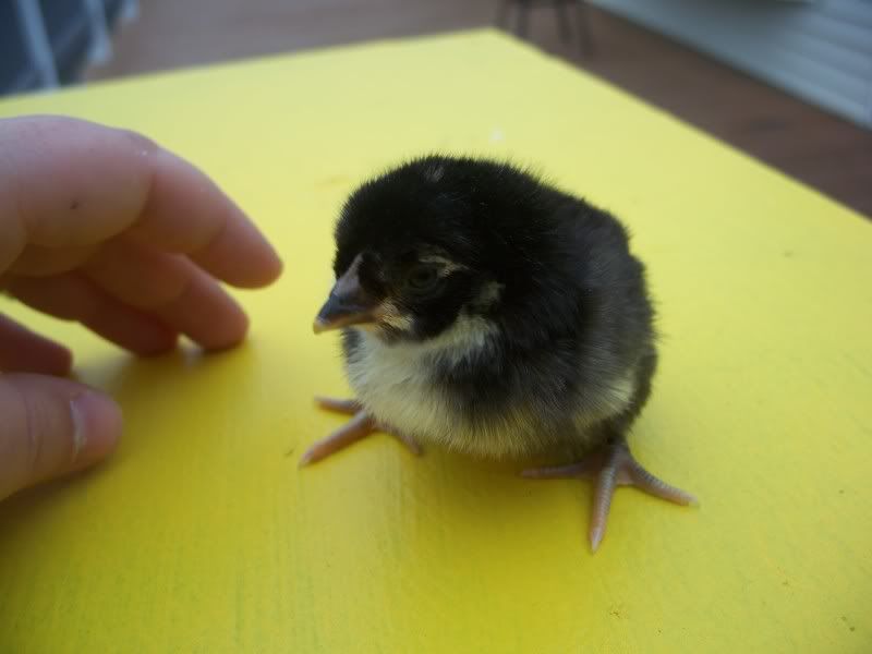 NewTuftedChicks006.jpg