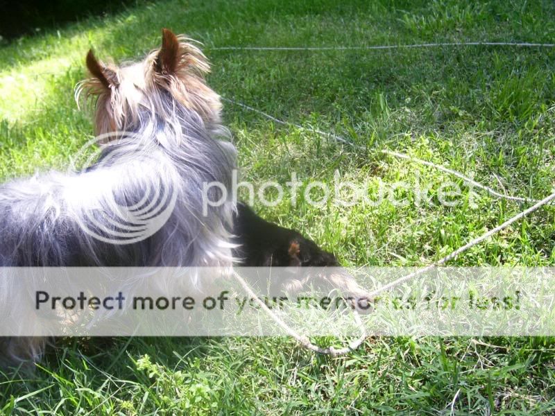 Puppy5-26-08024.jpg