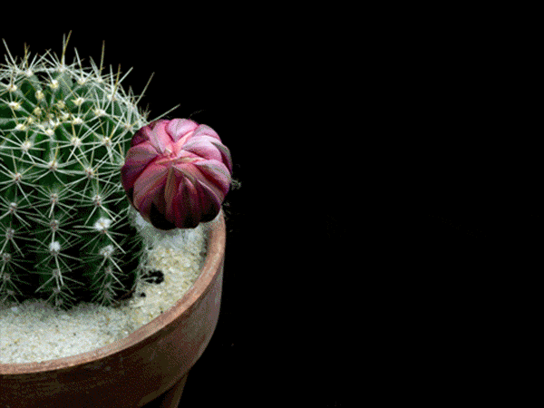 Cassandra1-Flower-Timelapse_01.gif