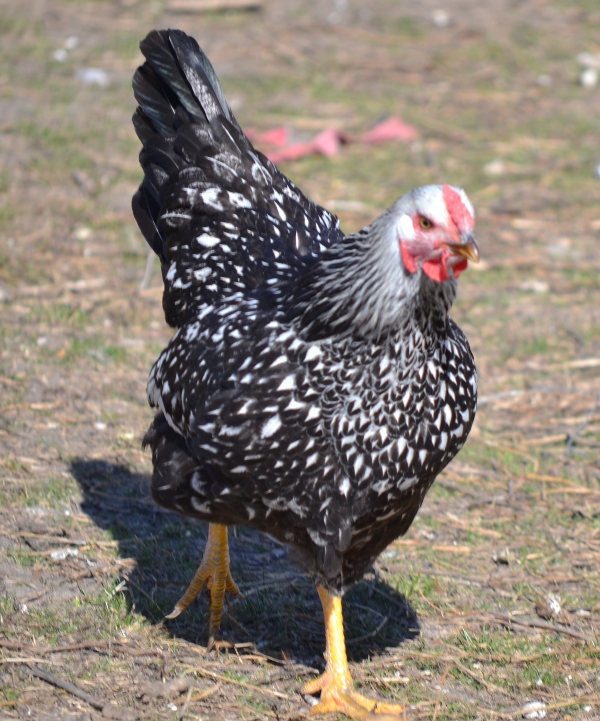 silver_laced_wyandotte_3.jpg