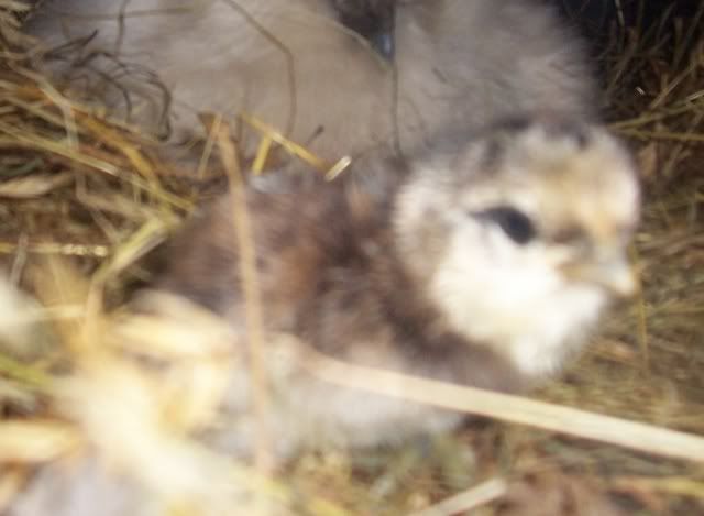 smallchicky.jpg