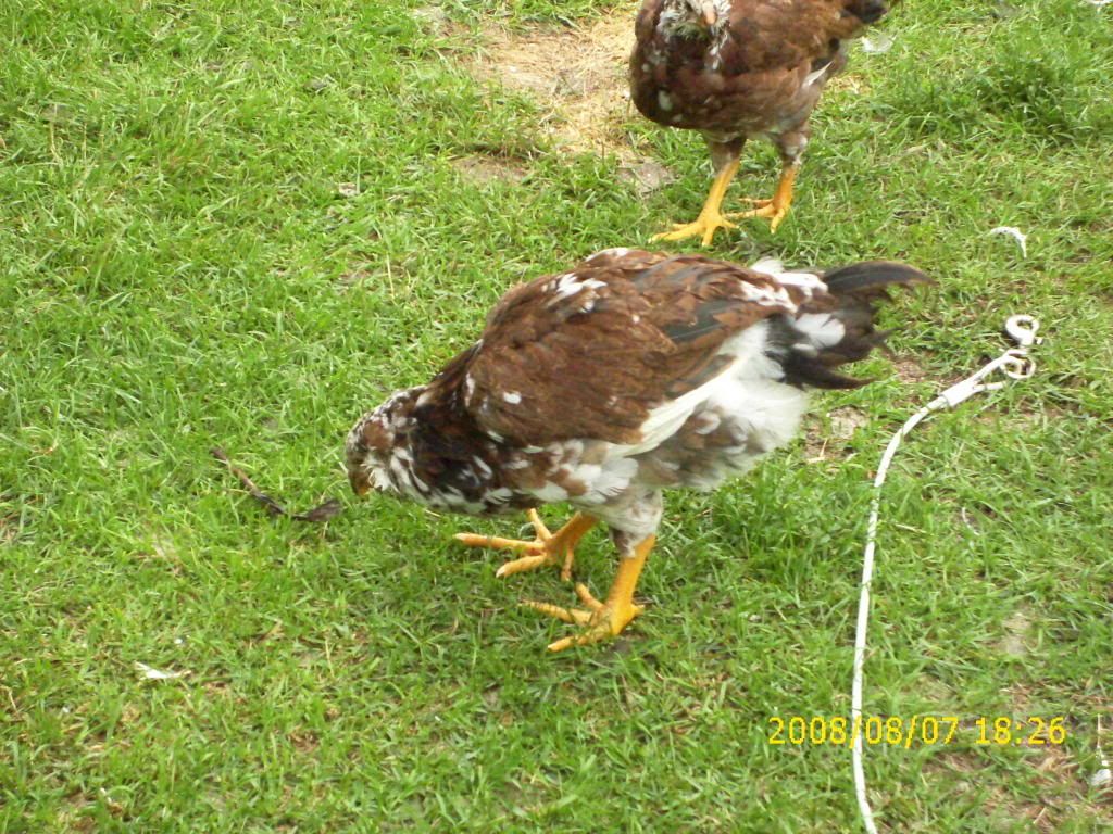 goslings131.jpg