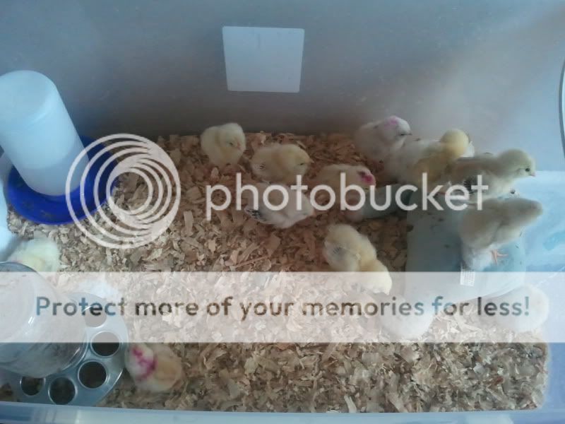 2011-03-29125022.jpg