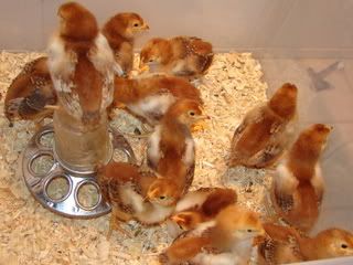 DSC01807-1.jpg