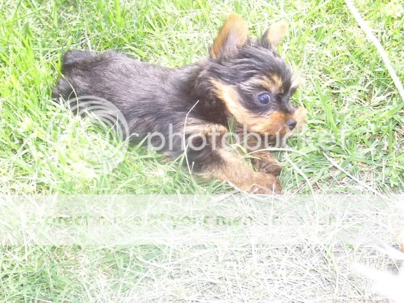 Puppy5-26-08030.jpg