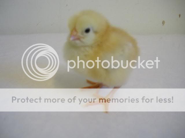 hatcherysurprisedayone311.jpg