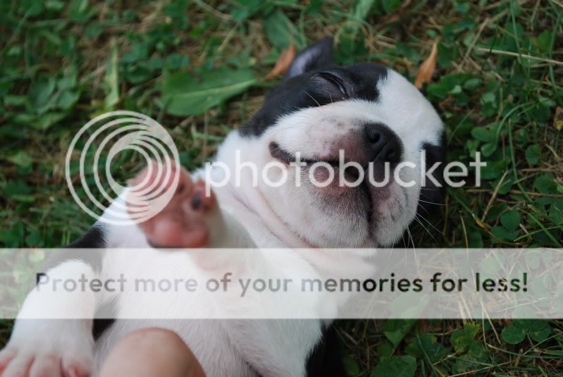 puppies074.jpg
