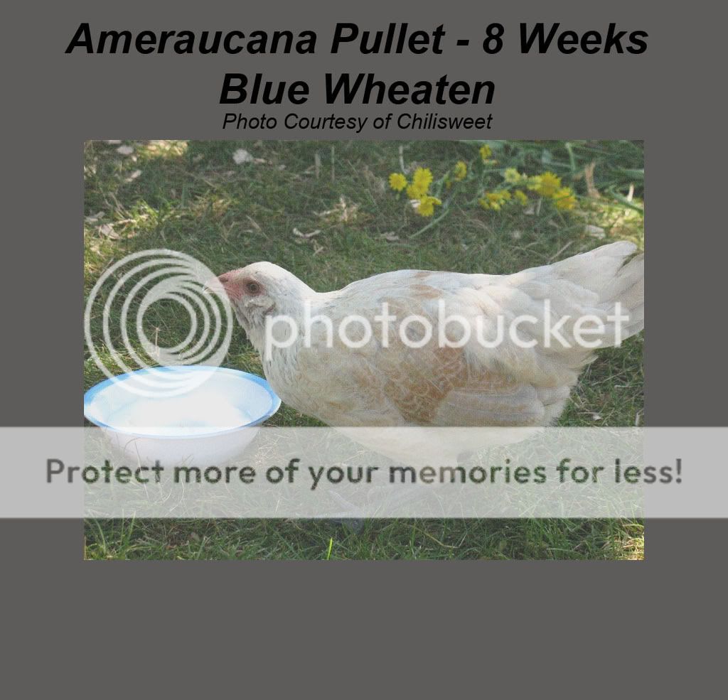 AmeraucanaHen8weekBlueWheaten-Chili.jpg