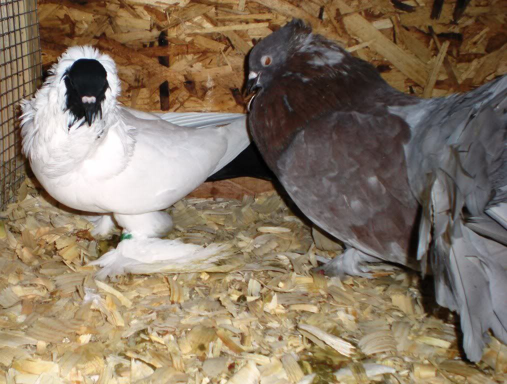 DSCN5920.jpg