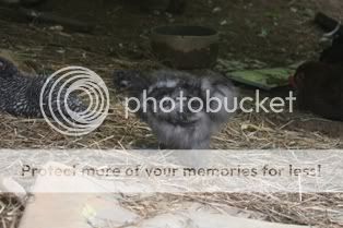 5262009chickens084.jpg