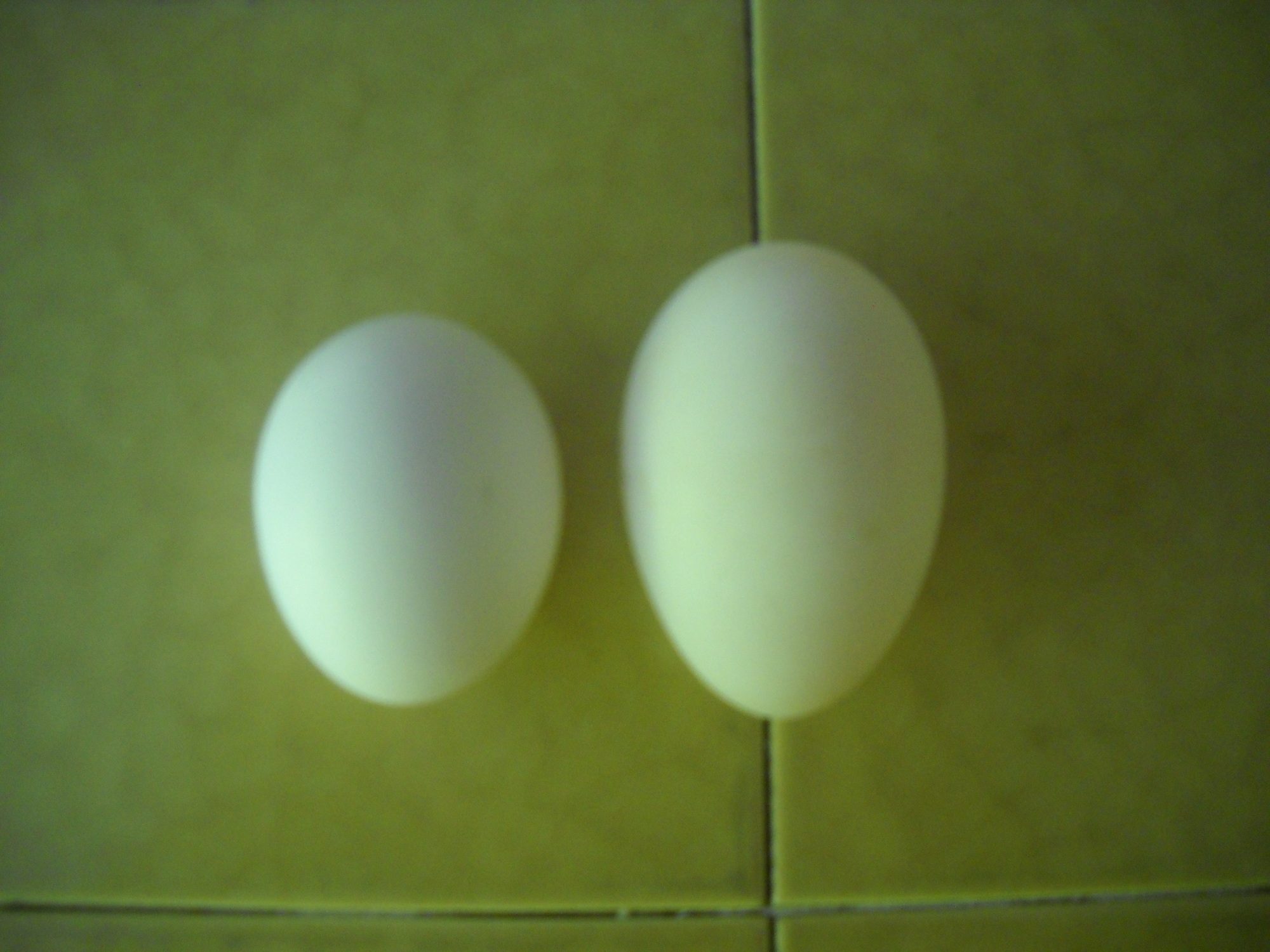900x900px-LL-264e0b14_AlisonsCamera-All107.jpeg