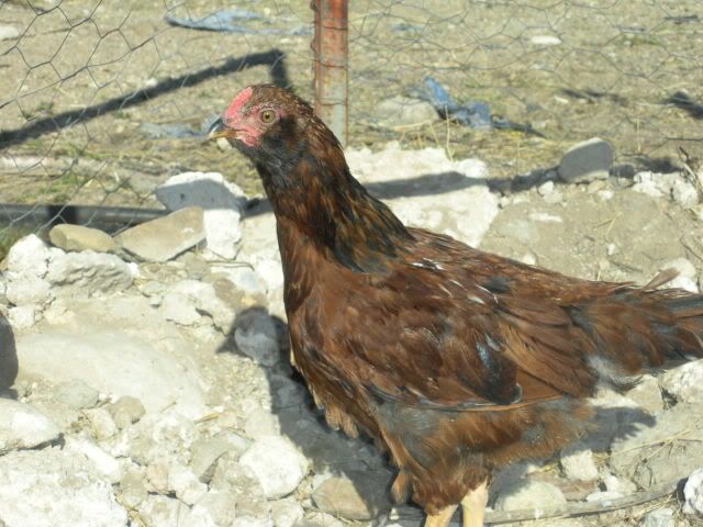 lovinchickin014.jpg