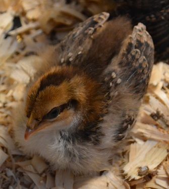 pipcutewithlotsoffeathers.jpg