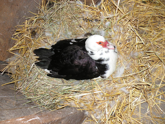 DSCN3795.JPG