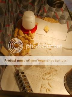 Chicks002.jpg
