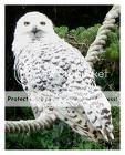 hedwig.jpg