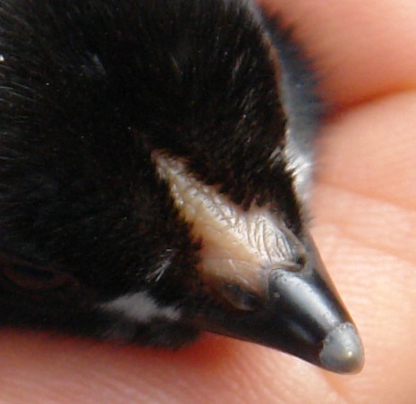 aussie_chick_comb_2.jpg