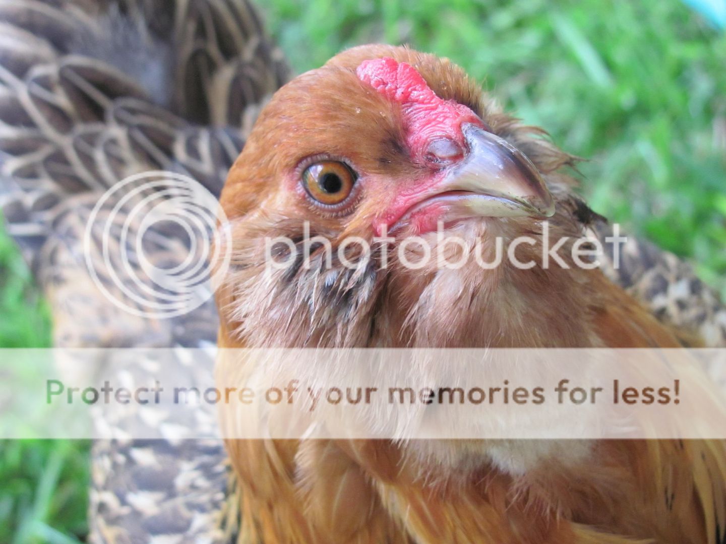 Chickenupdate025.jpg